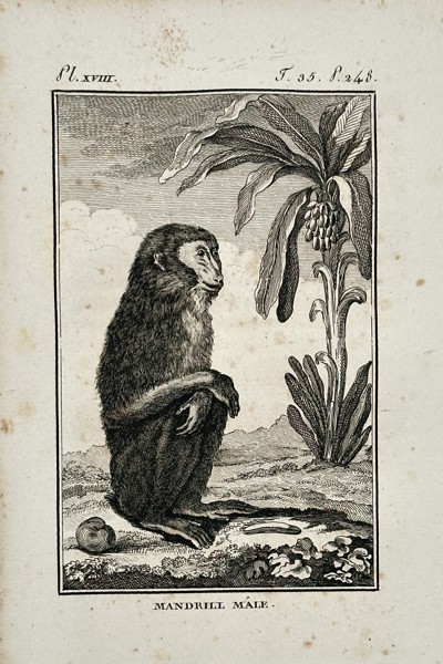 Georges-Louis Leclerc, Comte de Buffon (1707–1788) – Portrait of a Male Mandrill – Engraving (1770)