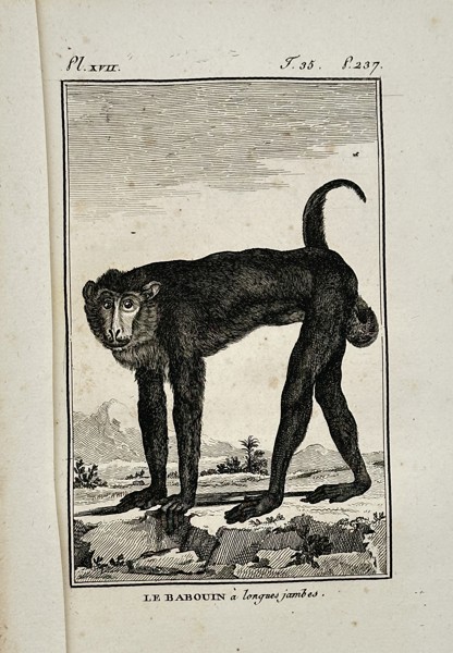 Georges-Louis Leclerc, Comte de Buffon (1707–1788) – The Long-legged Baboon – Engraving (1770)