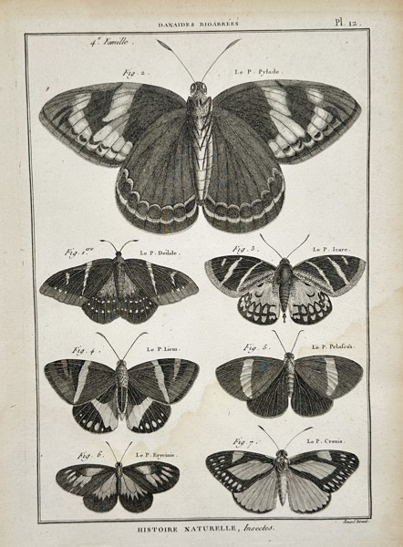 Robert Benard (1734–1777) – Various Species of Mottled Butterflies – Engraving (1762)