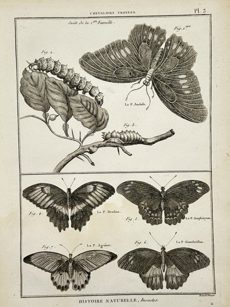Robert Benard (1734–1777) – Various Species of Trojan Butterflies – Engraving (1762)