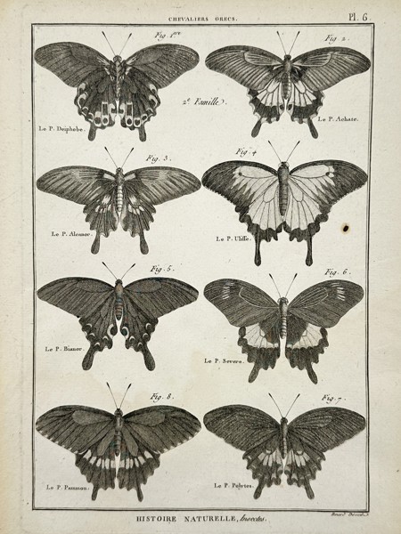 Robert Benard (1734–1777) – Various Species of Greek Butterflies – Engraving (1762)
