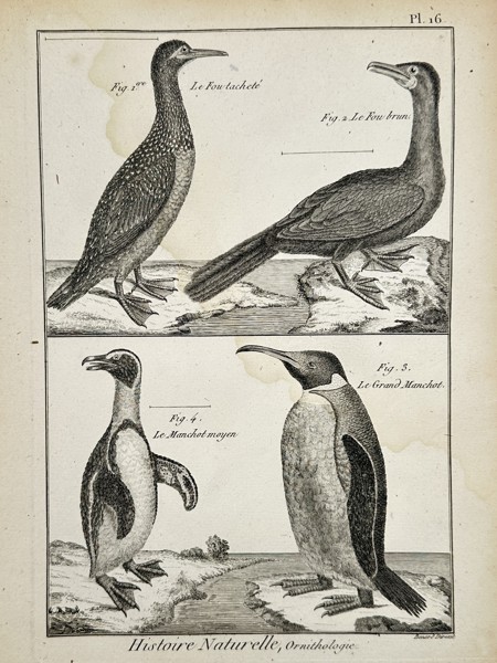 Robert Benard (1734–1777) – Various Species of Sea Birds and Penguins – Engraving (1762)