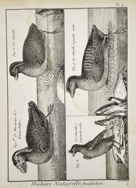 Robert Benard (1734–1777) – Various Species of Sea Birds and Crested Auklets – Engraving (1762)