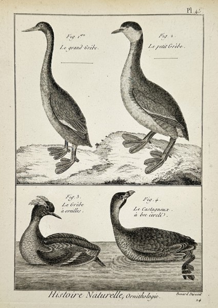 Robert Benard (1734–1777) – Various Species of Grebes – Engraving (1762)
