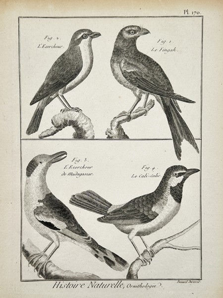 Robert Benard (1734–1777) – Various Species of Shrikes and Vangas – Engraving (1762)