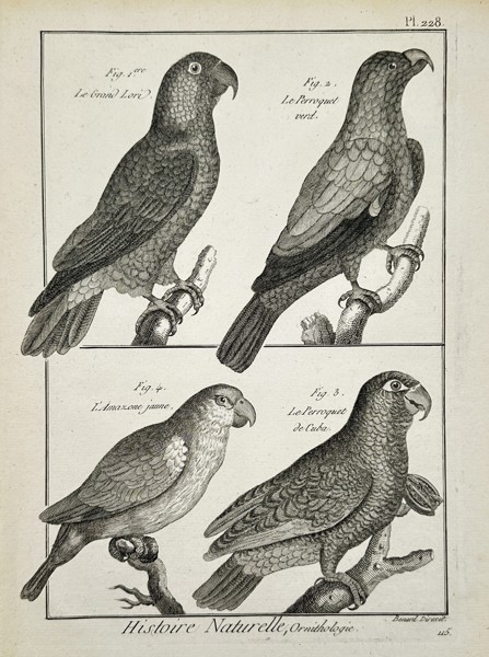 Robert Benard (1734–1777) – Various Species of Parrots and Amazons – Engraving (1762)