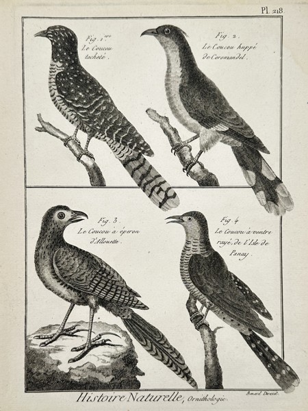 Robert Benard (1734–1777) – Various Species of Cuckoos – Engraving (1762)