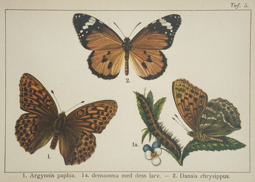 Gottfrid Adlerz (1858–1918) – Silver-washed Fritillary and African Monarch Butterflies – Hand-coloured lithograph (1900)