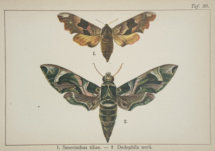 Gottfrid Adlerz (1858–1918) – Lime Hawk-moth and Oleander Hawk-moth – Hand-coloured lithograph (1900)