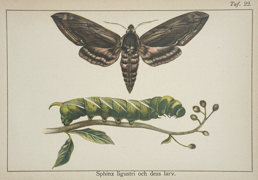 Gottfrid Adlerz (1858–1918) – Privet Hawk-moth and Larva – Hand-coloured lithograph (1900)