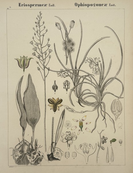 Adalbert Schnizlein (1814–1868) – Botanical Study of Eriospermeae and Ophiopogoneae – Hand-coloured lithograph (1843)