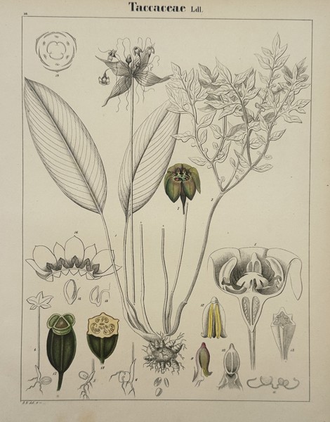 Adalbert Schnizlein (1814–1868) – Botanical Study of Taccaceae – Hand-coloured lithograph (1843)
