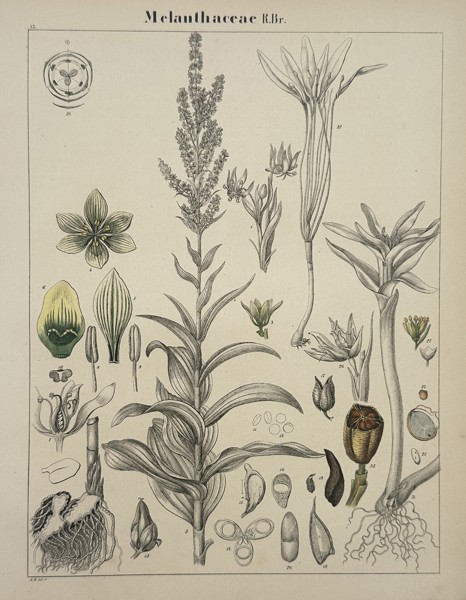 Adalbert Schnizlein (1814–1868) – Botanical Study of Melanthaceae – Hand-coloured lithograph (1843)