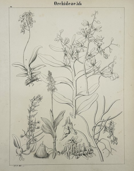 Adalbert Schnizlein (1814–1868) – Botanical Study of Orchideae – Engraving (1843)
