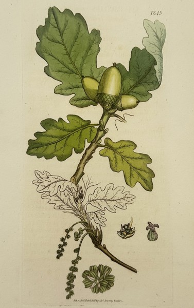 James Sowerby (1757–1822) – Botanical Study of the Turkey Oak – Hand-coloured engraving (1804)