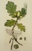 James Sowerby (1757–1822) – Botanical Study of the Turkey Oak – Hand-coloured engraving (1804)