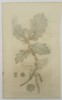 James Sowerby (1757–1822) – Botanical Study of the Turkey Oak – Hand-coloured engraving (1804)
