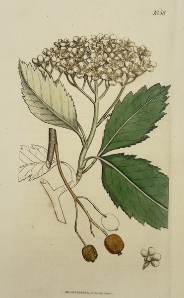 James Sowerby (1757–1822) – Botanical Study of the Rock Whitebeam – Hand-coloured engraving (1808)