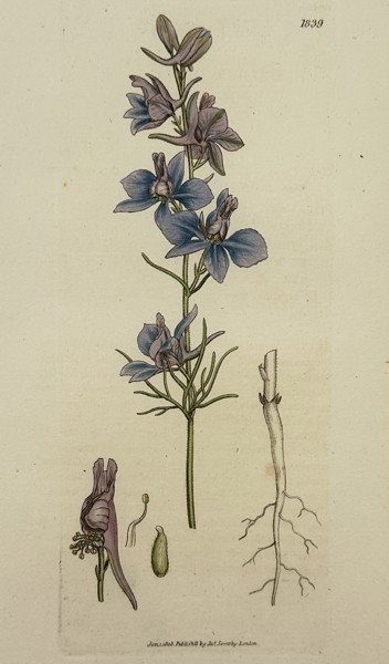 James Sowerby (1757–1822) – Botanical Study of the Field Larkspur – Hand-coloured engraving (1806)