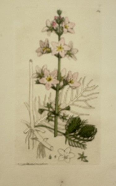 James Sowerby (1757–1822) – Botanical Study of the Water Violet – Hand-coloured engraving (1804)
