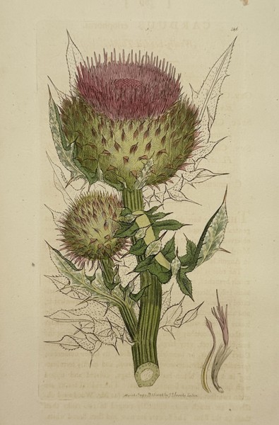James Sowerby (1757–1822) – Botanical Study of the Musk Thistle – Hand-coloured engraving (1799)