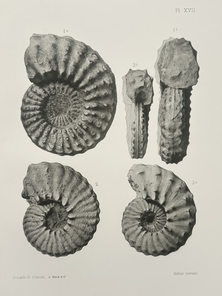 Albert de Grossouvre (1849–1932) – Paleontological Study of Specimens – Lithograph (1894)