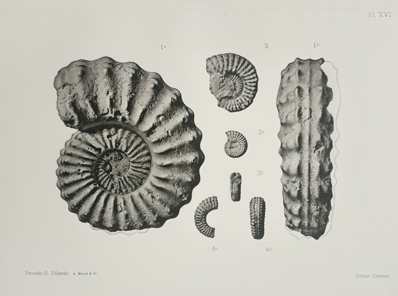 Albert de Grossouvre (1849–1932) – Paleontological Study of Ammonite Specimens – Lithograph (1894)