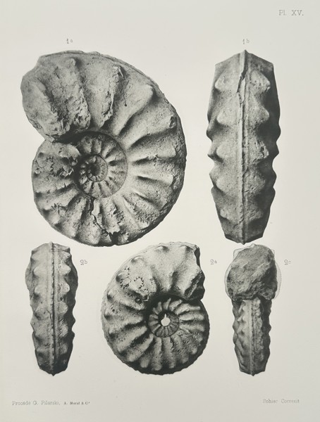 Albert de Grossouvre (1849–1932) – Paleontological Study of Acanthoceras Ammonites – Lithograph (1894)