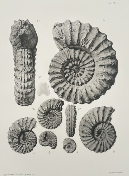 Albert de Grossouvre (1849–1932) – Paleontological Study of Schloenbachia Ammonites – Lithograph (1894)