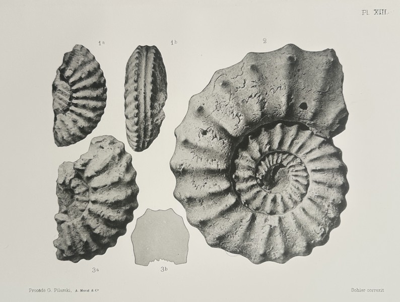 Albert de Grossouvre (1849–1932) – Paleontological Study of Mortoniceras Ammonites – Lithograph (1894)