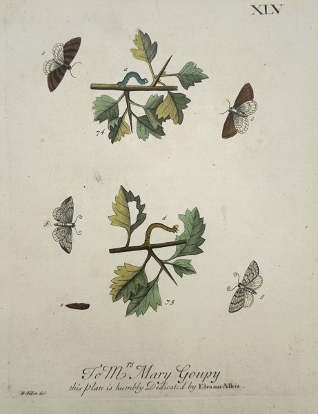 Eleazar Albin (1680–1742) – Entomological Study of Moths and Larvae – Hand-coloured copper engraving (1720)
