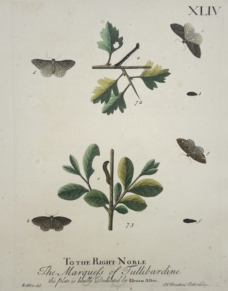 Eleazar Albin (1680–1742) – Entomological Study of Moths and Larvae – Hand-coloured copper engraving (1720)