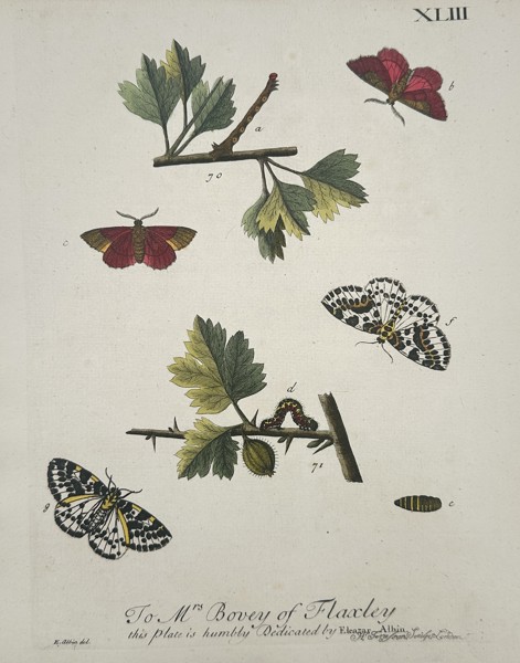 Eleazar Albin (1680–1742) – Entomological Study of Moths and Larvae – Hand-coloured copper engraving (1720)