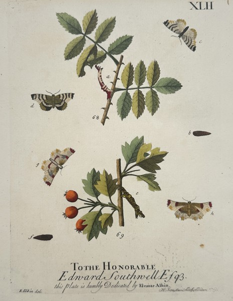 Eleazar Albin (1680–1742) – Entomological Study of Moths and Larvae – Hand-coloured copper engraving (1720)