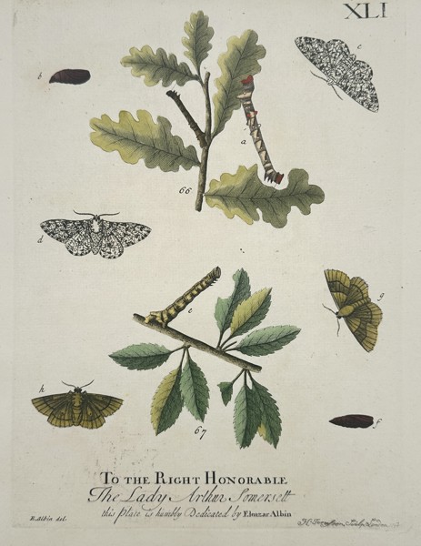 Eleazar Albin (1680–1742) – Entomological Study of Moths and Larvae – Hand-coloured copper engraving (1720)