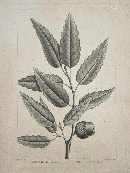 Jean-Baptiste Meunier (1821–1900) – Botanical Study of Lebanon Oak – Engraving (19th Century)