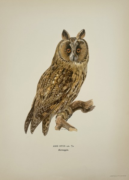 Magnus von Wright (1805–1867) – Long-eared Owl (Asio otus) – Chromolithograph (1920s)