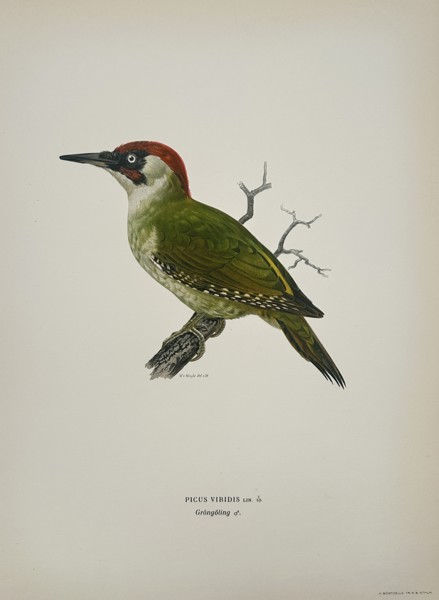 Magnus von Wright (1805–1867) – European Green Woodpecker (Picus viridis) – Chromolithograph (1920s)