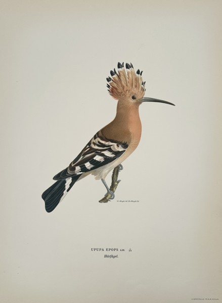 Magnus von Wright (1805–1867) – Eurasian Hoopoe (Upupa epops) – Chromolithograph (1920s)