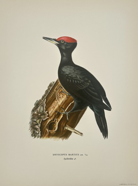 Magnus von Wright (1805–1867) – Black Woodpecker (Dryocopus martius) – Chromolithograph (1920s)
