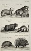 Joannes Jonstonus (1603-1675) - View of Various Animals - Engraving (1653)
