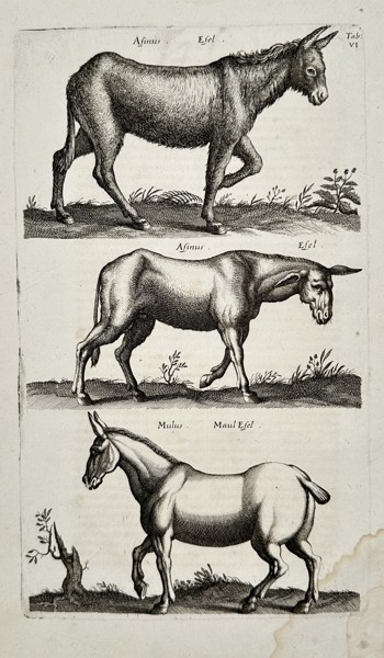 Joannes Jonstonus (1603-1675) - Equine Studies - Engraving (1653)