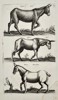 Joannes Jonstonus (1603-1675) - Equine Studies - Engraving (1653)