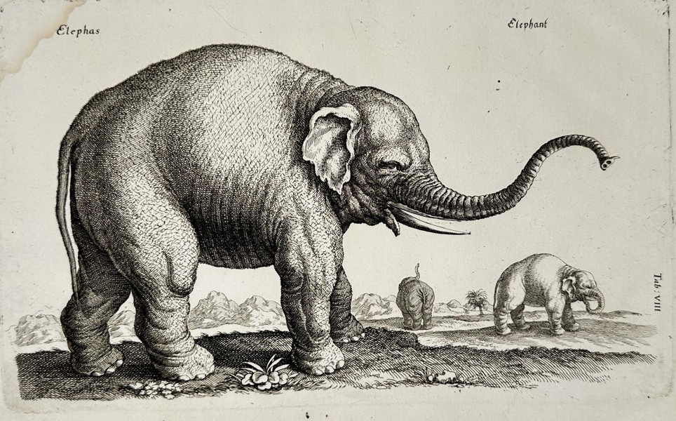 Joannes Jonstonus (1603-1675) - Elephant Study - Engraving (1653)