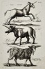 Joannes Jonstonus (1603-1675) – View of Mythical Beasts – Engraving (1653)