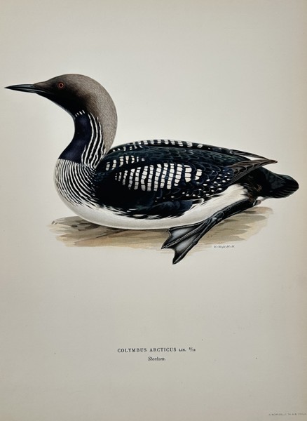 Magnus von Wright (1805-1868) – View of a Colymbus Arcticus – Chromolithograph (1920s)