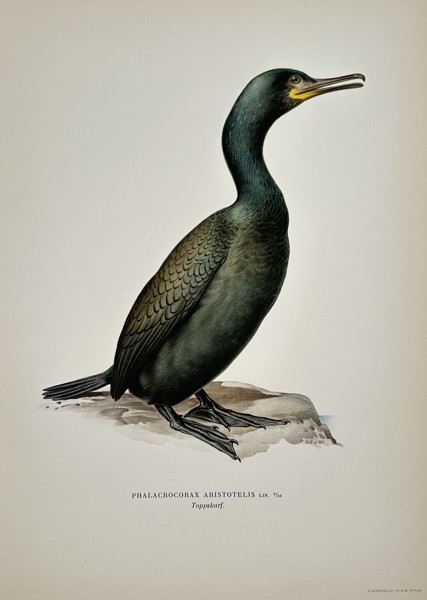 Magnus von Wright (1805-1868) – View of a Phalacrocorax Aristotelis – Chromolithograph (1920s)