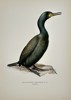 Magnus von Wright (1805-1868) – View of a Phalacrocorax Aristotelis – Chromolithograph (1920s)