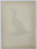 Magnus von Wright (1805-1868) – View of a Phalacrocorax Aristotelis – Chromolithograph (1920s)