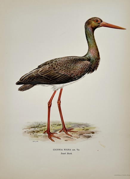 Magnus von Wright (1805-1868 – View of a Black Stork – Lithograph (20th Century)